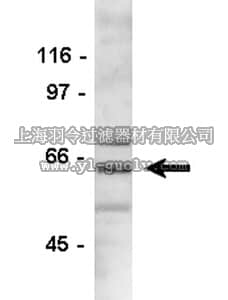 merck millipore,默克密理博,06-133,Anti-Fyn Antibody