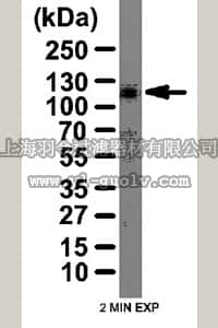 merck millipore,默克密理博,06-1342,Anti-NLRX1 (NOD9) Antibody