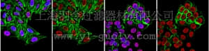 merck millipore,默克密理博,06-1352,Anti-acetyl Histone H4 (Lys12) Antibody