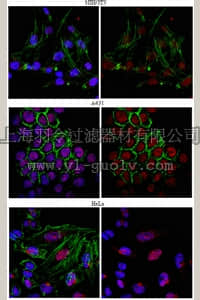 merck millipore,默克密理博,06-1354,Anti-mRNA-capping enzyme Antibody