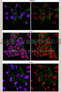 merck millipore,默克密理博,06-1355,Anti-RNMT (mRNA methyltransferase) Antibody