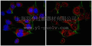 merck millipore,默克密理博,06-1363,Anti-SRp30a (SF2) Antibody