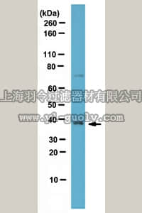 merck millipore,默克密理博,06-1365,Anti-SRp40 Antibody