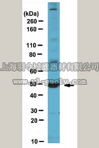 merck millipore,默克密理博,06-1366,Anti-SRp55 Antibody