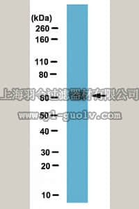merck millipore,默克密理博,06-1367,Anti-SRp75 Antibody
