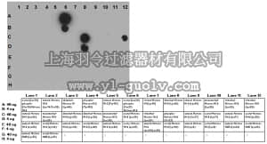 merck millipore,默克密理博,06-1372,Anti-acetyl (Lys26) phospho (Ser27) Histone H1.4 Antibody
