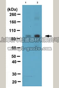 merck millipore,默克密理博,06-1374,Anti-phospho MRE11 (Thr636) Antibody