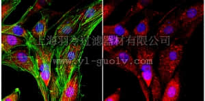 merck millipore,默克密理博,06-1376,Anti-SLBP Antibody