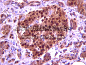 merck millipore,默克密理博,06-1379,Anti-PDX1 (rabbit) Antibody