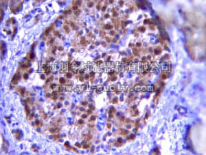 merck millipore,默克密理博,06-1385,Anti-PDX1 (goat) Antibody