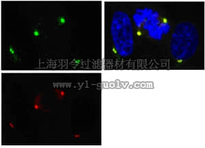 merck millipore,默克密理博,06-1398,Anti-CDK5RAP2 Antibody