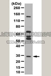 merck millipore,默克密理博,06-1414,Anti-phospho Cbx7 (Thr118) Antibody