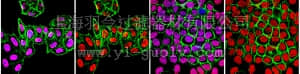 merck millipore,默克密理博,06-1416,Anti-monomethyl-Histone H3 (Lys9) Antibody
