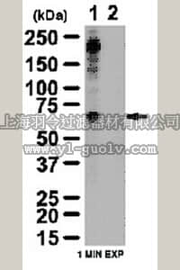 merck millipore,默克密理博,06-1425,Anti-phospho-TAK1 (Ser412) Antibody