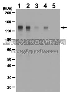 merck millipore,默克密理博,06-1433,Anti-phospho-FGFR-1 (Tyr653/Tyr654) Antibody