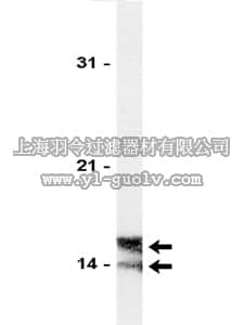 merck millipore,默克密理博,06-150,Anti-PLA2 Antibody, low molecular weight