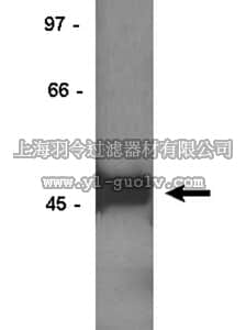 merck millipore,默克密理博,06-170,Anti-Na+/K+ ATPase β-1 Antibody