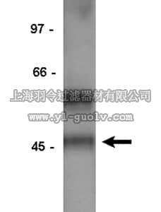 merck millipore,默克密理博,06-171,Anti-Na+/K+ ATPase β-2 Antibody