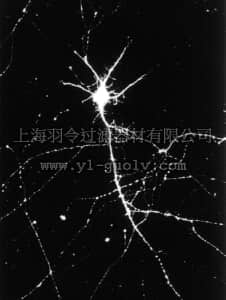merck millipore,默克密理博,06-172,Anti-Na+/K+ ATPase α-3 Antibody