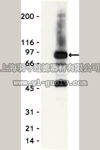 merck millipore,默克密理博,06-195,Anti-PI3 Kinase Antibody, p85