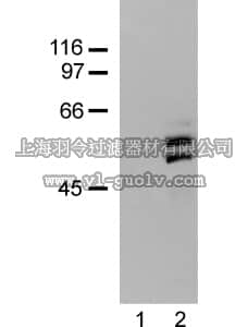 merck millipore,默克密理博,06-203,Anti-SHC Antibody