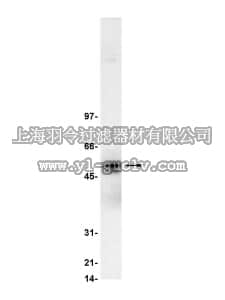 merck millipore,默克密理博,06-207,Anti-Lyn Antibody