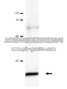 merck millipore,默克密理博,06-225,Anti-c-Jun Antibody