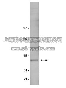 merck millipore,默克密理博,06-236,Anti-Giα1/2 Antibody