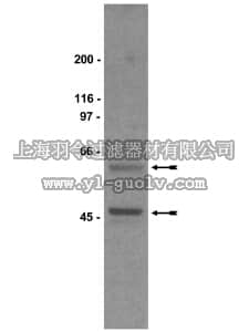 merck millipore,默克密理博,06-237,Anti-Gsα Antibody