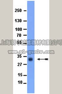 merck millipore,默克密理博,06-243,Anti-TFIIB (NT) Antibody