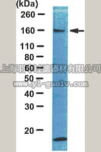 merck millipore,默克密理博,06-248,Anti-IRS1 Antibody