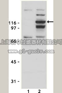 merck millipore,默克密理博,06-255,Anti-JAK2 Antibody