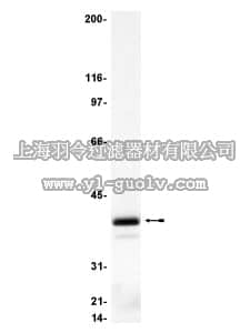 merck millipore,默克密理博,06-270,Anti-Giα3 Antibody
