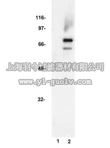 merck millipore,默克密理博,06-271,Anti-ZAP-70 Antibody