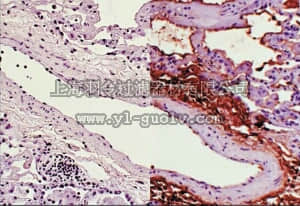 merck millipore,默克密理博,06-284,Anti-Nitrotyrosine Antibody