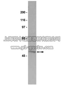 merck millipore,默克密理博,06-288,Anti-Nck Antibody