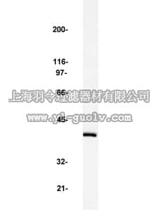 merck millipore,默克密理博,06-333,Anti-MAP Kinase 2/Erk2 Antibody
