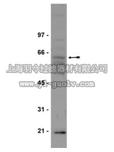 merck millipore,默克密理博,06-340,Anti-Myc Antibody