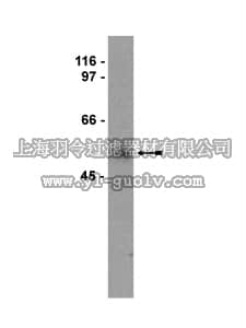merck millipore,默克密理博,06-341,Anti-Fos Antibody
