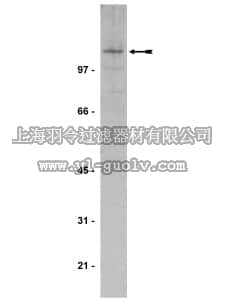 merck millipore,默克密理博,06-342,Anti-JAK3 Antibody