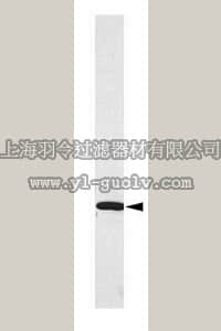 merck millipore,默克密理博,06-408,Anti-14-3-3 ζ/γ/η Antibody