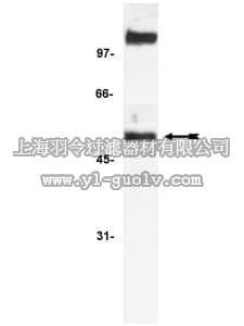 merck millipore,默克密理博,06-413,Anti-NFκB p52 Antibody