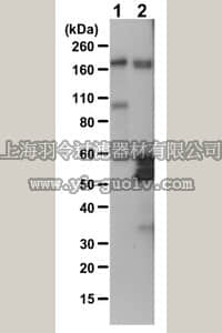 merck millipore,默克密理博,06-427,Anti-Phosphotyrosine Antibody