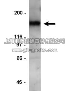 merck millipore,默克密理博,06-429,Anti-IGF-IRα subunit Antibody