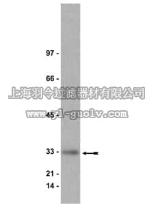 merck millipore,默克密理博,06-445,Anti-Kip1 (p27) Antibody