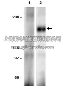 merck millipore,默克密理博,06-457,Anti-Fms/CSF-1 R Antibody, extracellular domain