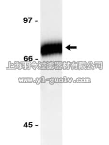 merck millipore,默克密理博,06-471,Anti-Transglutaminase type II Antibody
