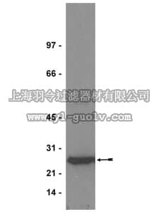 merck millipore,默克密理博,06-478,Anti-HSP27 Antibody