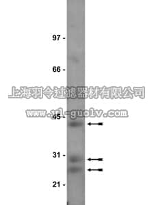 merck millipore,默克密理博,06-480,Anti-Cathepsin B Antibody