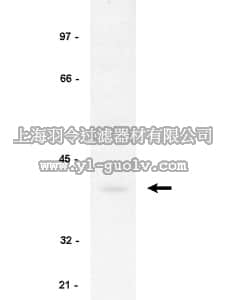 merck millipore,默克密理博,06-494,Anti-IκB-α Antibody